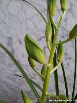 行花中到底會(huì)不會(huì)有精品