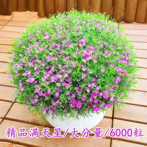 精品滿(mǎn)天星花種子四季易種花開(kāi)不斷凈化空氣室內(nèi)陽(yáng)臺(tái)盆栽花卉草籽