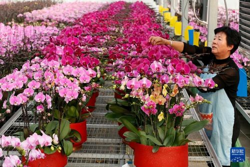 需要を見(jiàn)據(jù)ぇた花卉栽培で豊かに 中國(guó)山東省青島市