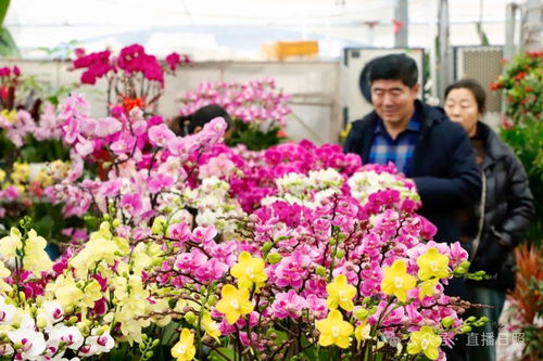 紅火喜慶 日照花卉市場(chǎng)迎來(lái)銷(xiāo)售旺季