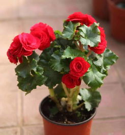 家庭養(yǎng)花大全 家居養(yǎng)花 冬季能照樣爆盆的4種花卉,足以羨煞旁人