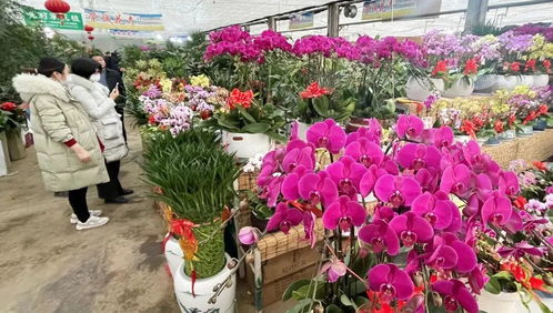 花 樣過(guò)大年 衡水花卉市場(chǎng)銷(xiāo)售火爆